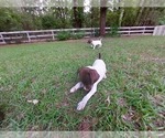 Small Photo #4 German Shorthaired Pointer Puppy For Sale in QUITMAN, TX, USA
