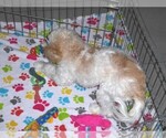 Small #16 Cavapoo-Poodle (Miniature) Mix