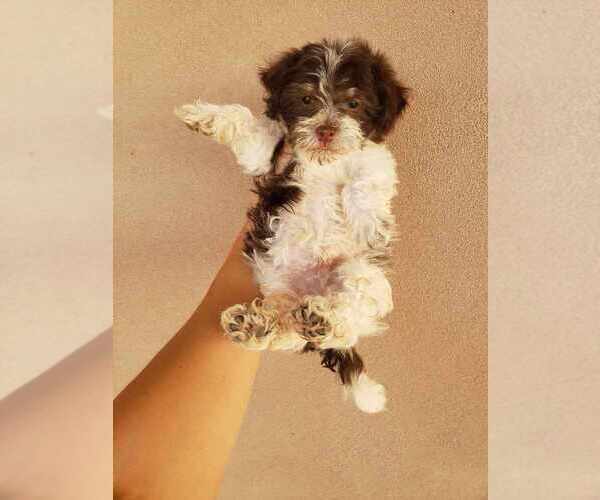 Medium Photo #13 Havanese Puppy For Sale in CASA GRANDE, AZ, USA
