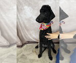 Dolly Parton - Female Poodle (Standard)-Unknown Mix Dog for Adoption - Small photo
