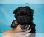 Small Photo #1 Russian Tsvetnaya Bolonka Puppy For Sale in Sergiyev Posad, Moscow Oblast, Russia
