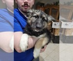 Puppy 3 Alaskan Husky-German Shepherd Dog Mix