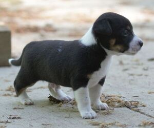 Australian Shepherd-Jack Russell Terrier Mix Puppy for sale in ORRVILLE, OH, USA