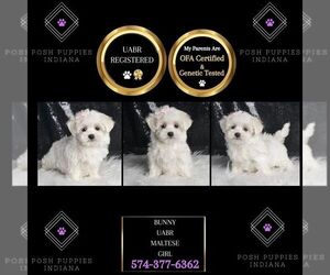 Maltese Puppy for sale in WARSAW, IN, USA