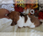Small #15 Dachshund