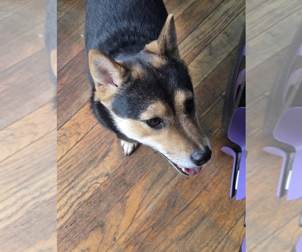 Medium Photo #1 Shiba Inu Puppy For Sale in LANCASTER, PA, USA