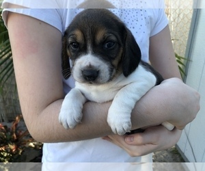 Beagle Puppy for sale in SEMINOLE, FL, USA