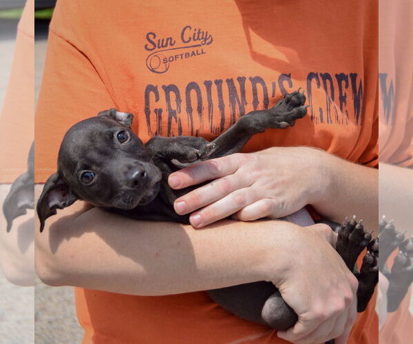 Medium Photo #4 American Staffordshire Terrier-Unknown Mix Puppy For Sale in Huntley, IL, USA