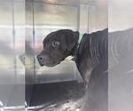 A830459 - Female Mastiff-Unknown Mix Dog for Adoption - Small photo