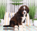 Small Photo #3 Bernedoodle Puppy For Sale in MOUNT VERNON, OH, USA