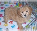 Small Photo #6 Poochon Puppy For Sale in ORO VALLEY, AZ, USA