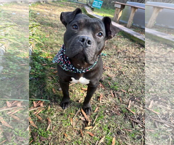Medium Photo #2 Staffordshire Bull Terrier-Unknown Mix Puppy For Sale in Shermans Dale, PA, USA