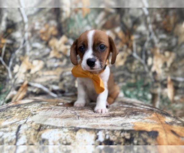 Medium Photo #8 Cavalier King Charles Spaniel-Jack Russell Terrier Mix Puppy For Sale in LAKELAND, FL, USA