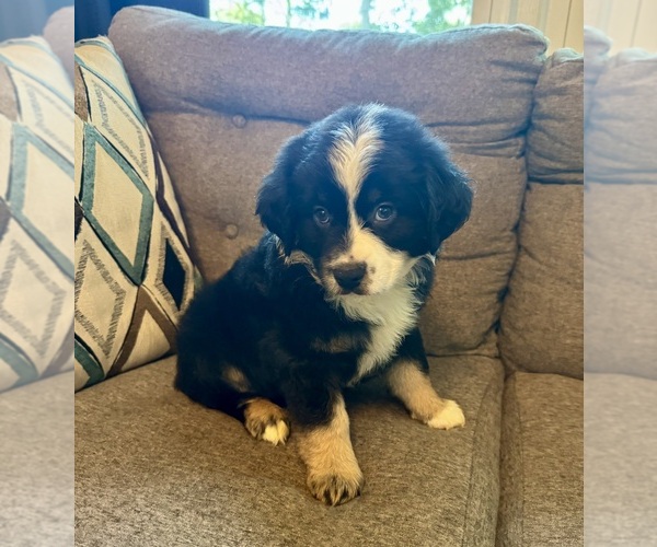 Medium Photo #1 Australian Shepherd Puppy For Sale in SALISBURY, NC, USA