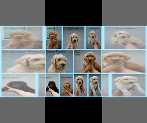 Goldendoodle Puppy for sale in ATWATER, CA, USA