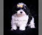 Small #3 Maltipoo (Toy)