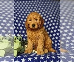 Small Photo #7 Goldendoodle (Miniature) Puppy For Sale in CHRISTIANA, PA, USA