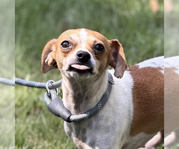 Medium Photo #1 Chihuahua Puppy For Sale in Yardley, PA, USA