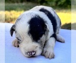 Small Photo #4 Border Collie Puppy For Sale in MOSIER, OR, USA