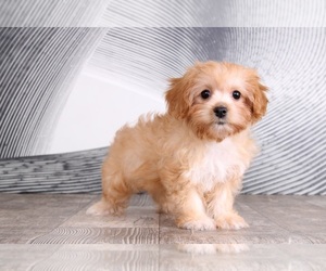 Cavapoo Puppy for sale in WESTPOINT, IN, USA