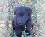 Small Photo #2 German Shepherd Dog Puppy For Sale in BURLESON, TX, USA