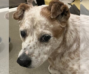 Mutt Dogs for adoption in Petaluma, CA, USA