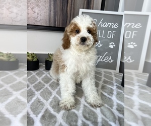Cavapoo Dog for Adoption in FRANKLIN, Indiana USA