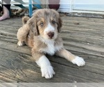 Puppy Pup 3 collin Aussiedoodle-Poodle (Standard) Mix