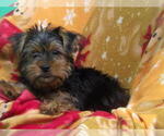 Small #4 Yorkshire Terrier