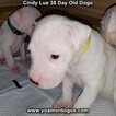 Small Photo #77 Dogo Argentino Puppy For Sale in PINEVILLE, MO, USA