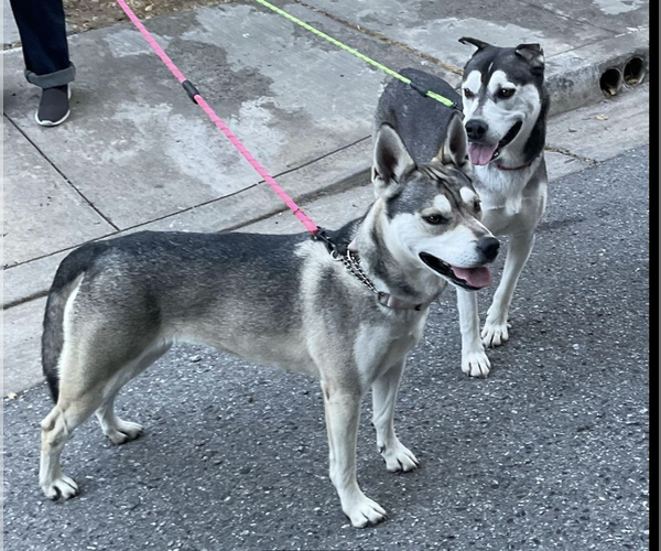 Medium Photo #1 - Mix Puppy For Sale in Petaluma, CA, USA