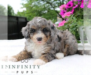 Bernedoodle (Miniature) Puppy for sale in LANCASTER, PA, USA