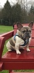 Small Photo #7 French Bulldog Puppy For Sale in KIRKLAND, WA, USA