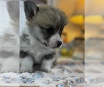 Small Photo #7 Pembroke Welsh Corgi Puppy For Sale in COBLESKILL, NY, USA