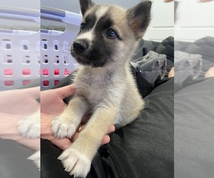 German Shepherd Dog-Siberian Husky Mix Puppy for sale in FONTANA, CA, USA