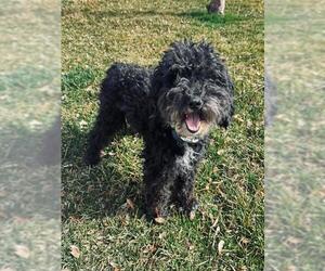 Poodle (Miniature) Dogs for adoption in Ogden, UT, USA