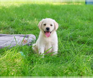 Labrador Retriever Puppy for sale in SYRACUSE, IN, USA