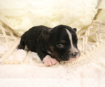 Small Photo #20 Australian Shepherd Puppy For Sale in STAFFORD, VA, USA