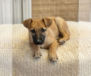 German Shepherd Dog Dogs for adoption in GILBERTS, IL, USA