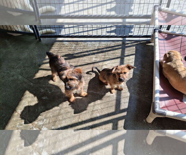 Medium Photo #9 Mutt Puppy For Sale in Sebec, ME, USA