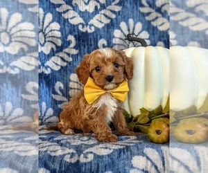 Cavapoo Puppy for sale in LEOLA, PA, USA