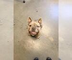 Small French Bulldog