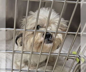Shih Tzu Dogs for adoption in Decatur, IL, USA