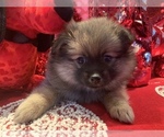 Small Photo #38 Pomeranian Puppy For Sale in GOSHEN, NY, USA