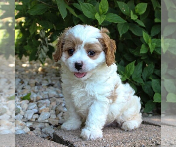 Medium Photo #5 Cavapoo Puppy For Sale in GAP, PA, USA