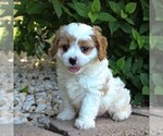 Small Photo #5 Cavapoo Puppy For Sale in GAP, PA, USA