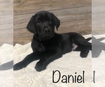 Puppy Daniel Bulldog
