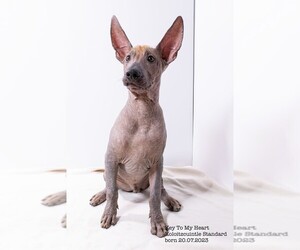 Xoloitzcuintli (Mexican Hairless) Puppy for sale in Riga, Riga, Latvia