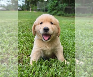 Golden Retriever Puppy for sale in MOUNT GILEAD, NC, USA