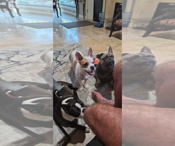 Medium Photo #2 Boston Terrier Puppy For Sale in Little Elm, TX, USA
